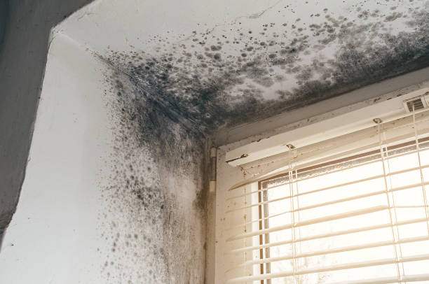 Affordable Hvac And Air Duct Mold Remediation solutions in Port Orchard, WA